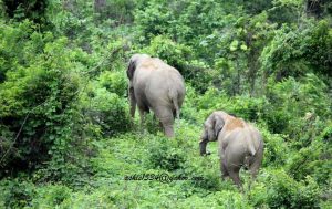 Protecting the Biodiversity of Chunati Wildlife Sanctuary